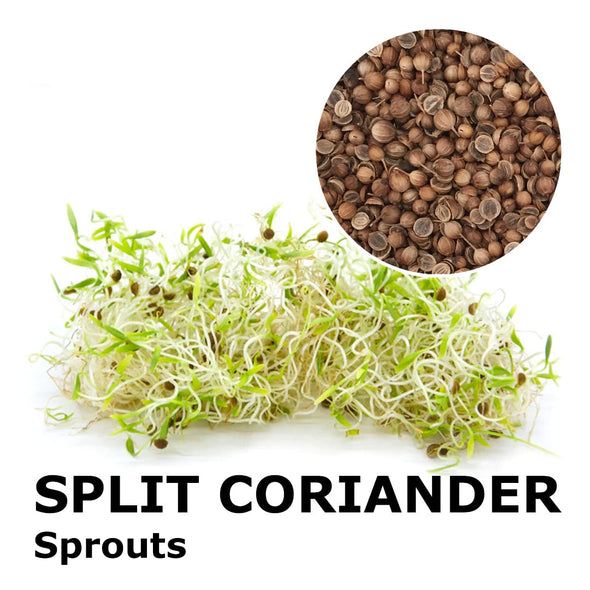 Sprouting seeds - Split Coriander Giano