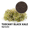 Sprouting seeds - Tuscany black kale Salus