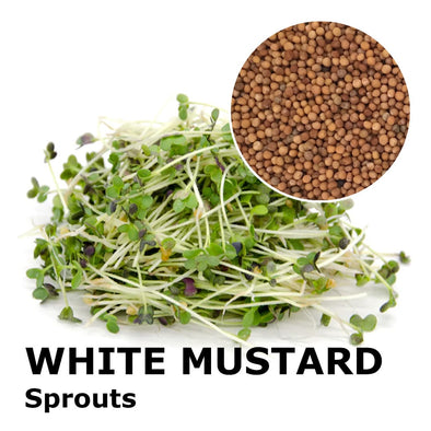 Sprouting seeds - White mustard Yeti