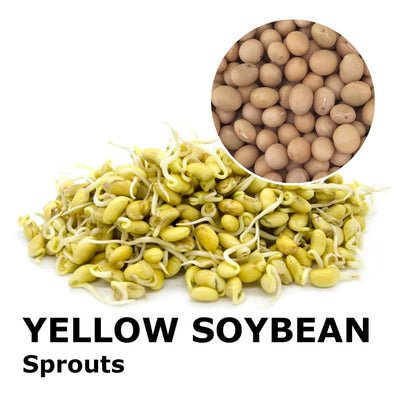 Sprouting seeds - Yellow Soybean Caramel