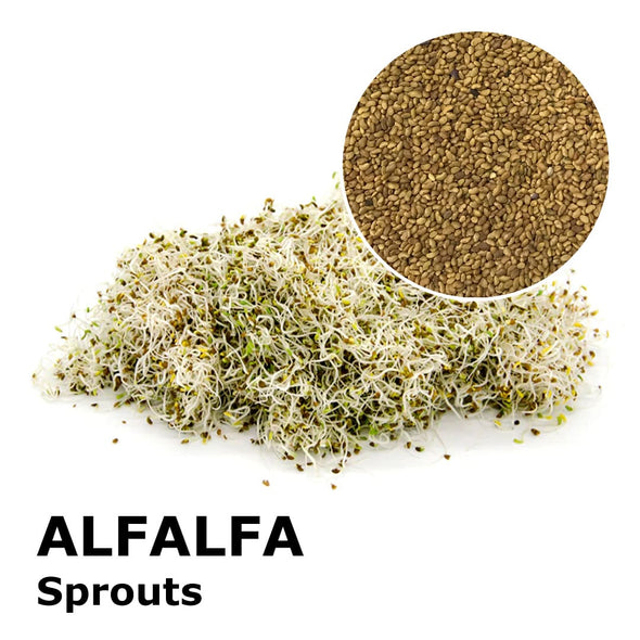 Sprouting seeds - Alfalfa (or Alfalfa) Demetra