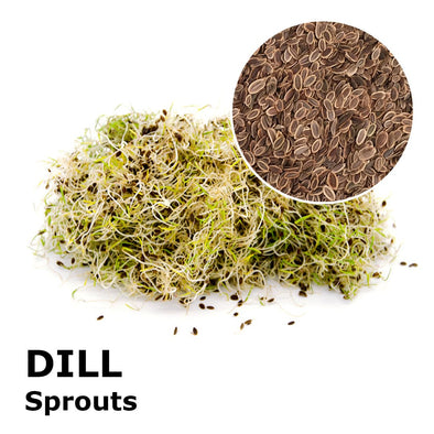 Sprouting seeds - Dill Mistral