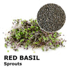 Sprouting seeds - Red basil Pompei