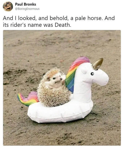 hedgehog unicorn meme