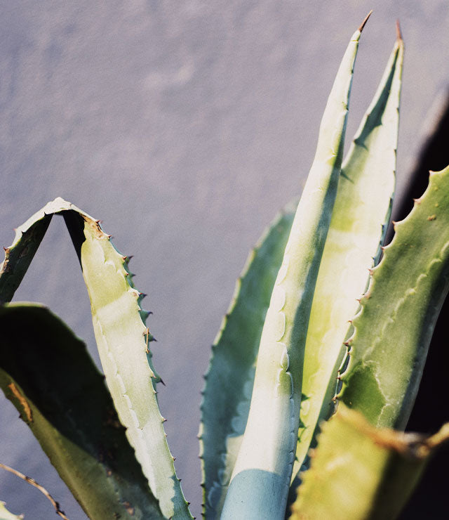 les bienfaits de l&#039;aloe vera