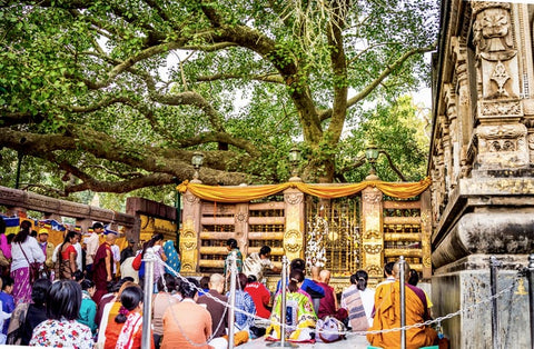 L'arbre de la Bodhi, où le Bouddha a atteint l'illumination, à Bodhgaya, en Inde. 