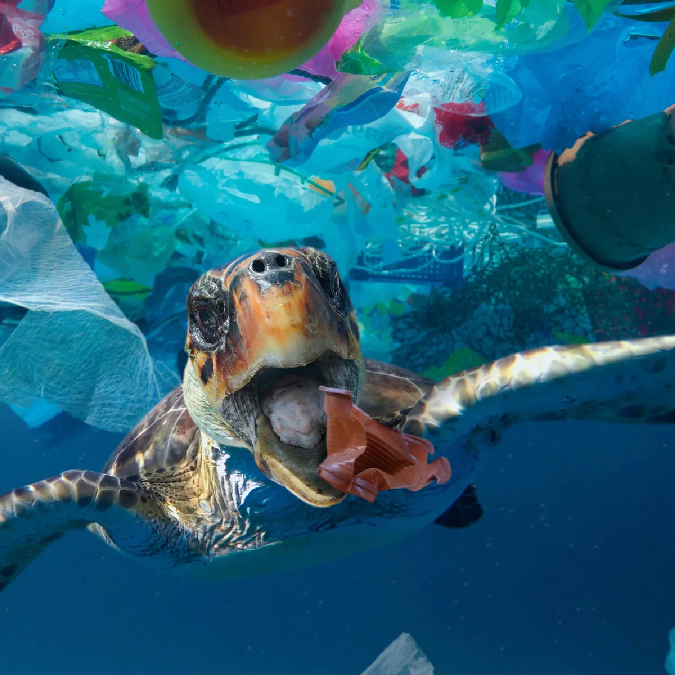 How Plastic Pollution Effects Marine Life