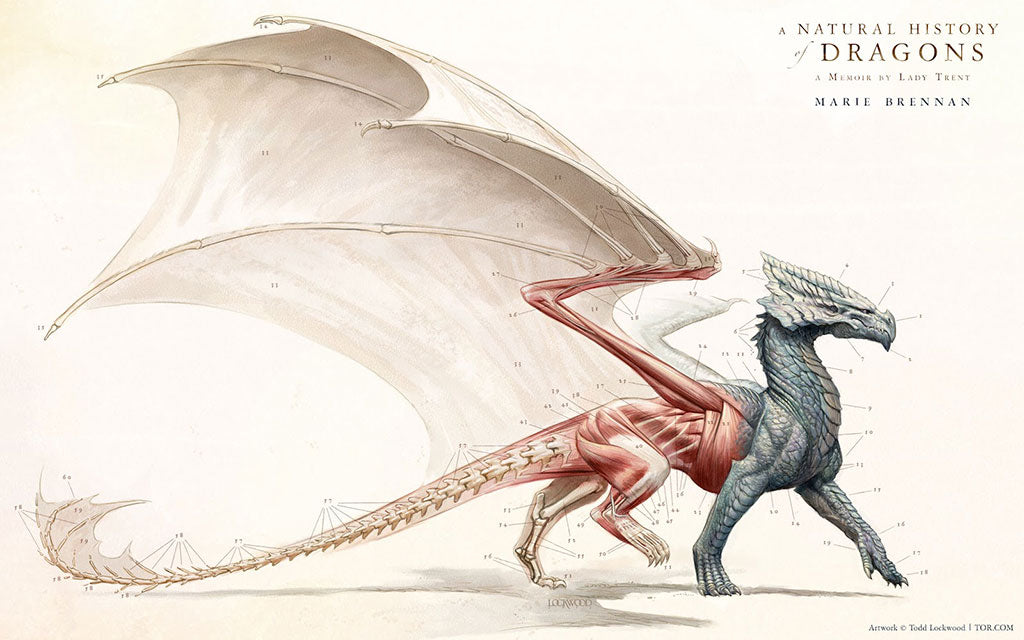 Dragon Anatomy