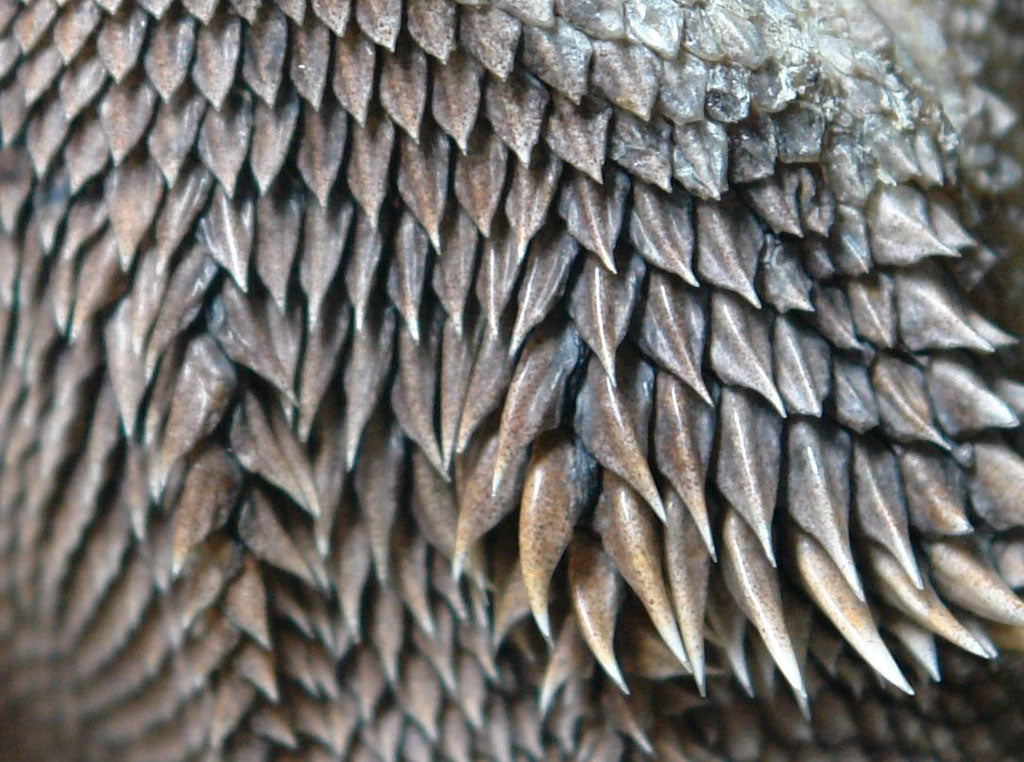 dragon scales