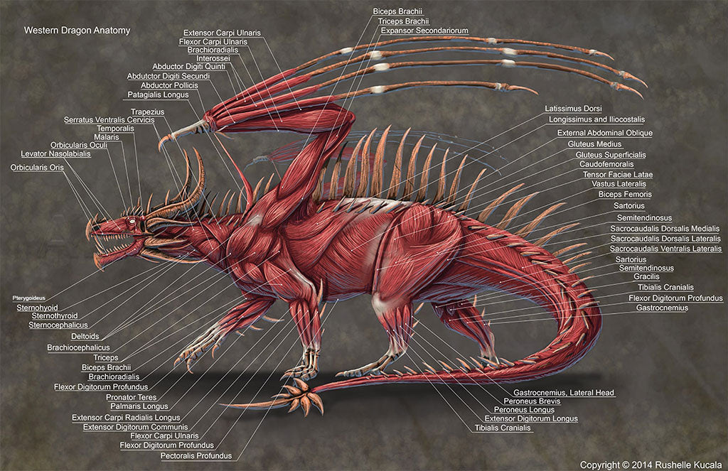 Anatomy of the dragon