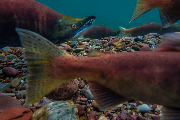 Kokanee Salmon in stream