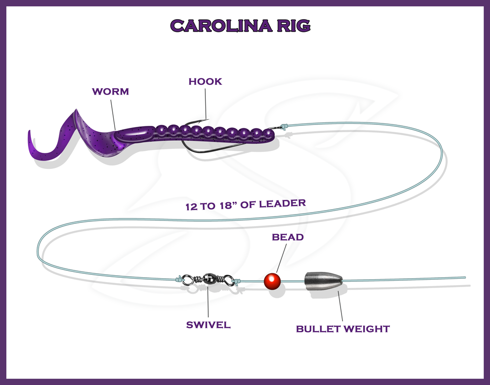 Carolina Rig Info Graphic