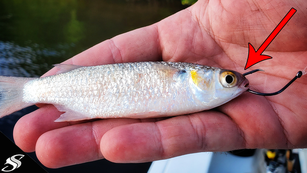 What hook size for snook and redfish