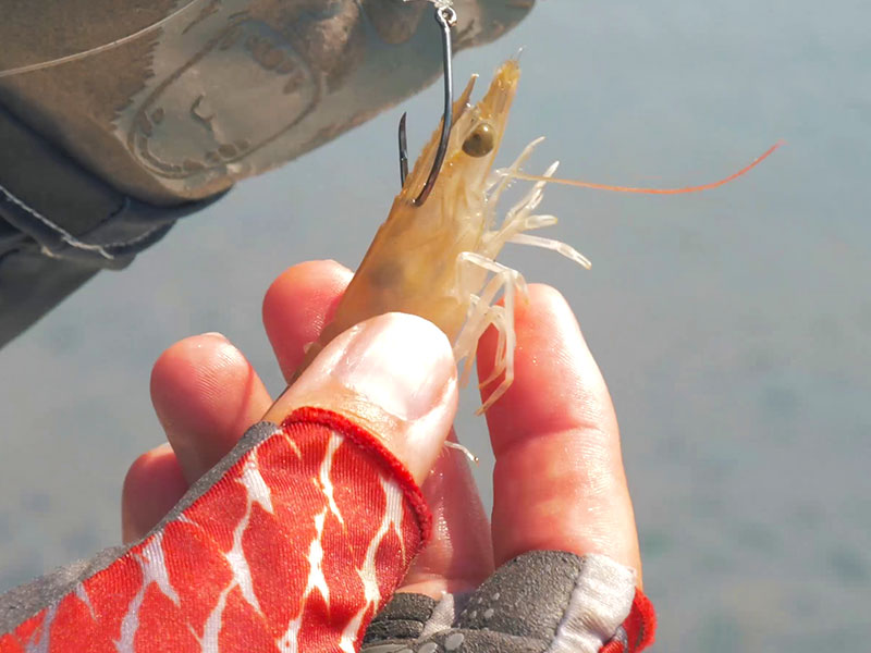 Live shrimp for redfish