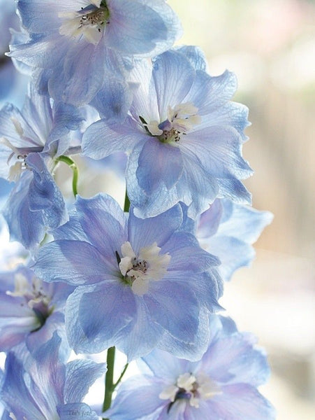 Blue flowers