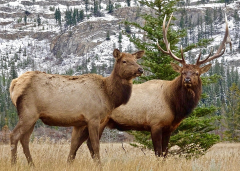 Elk in Fall