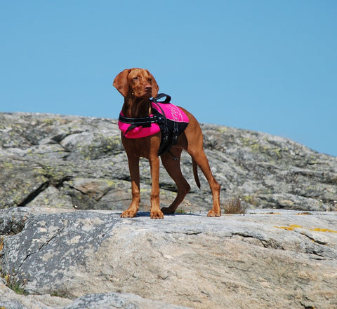 Dog with PFD, dog life-vest