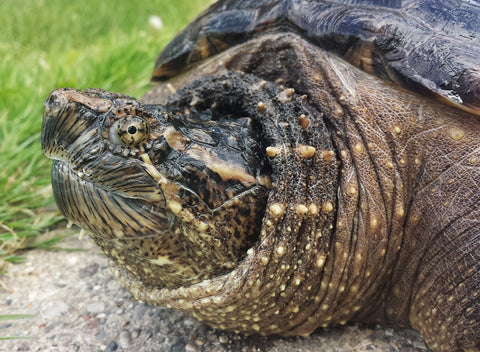 Snapping turtle on land