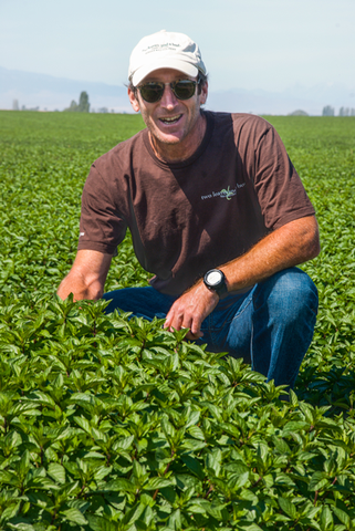 Richard in a peppermint field.