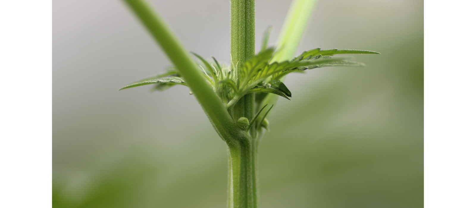 Plant cannabis hermaphrodite 