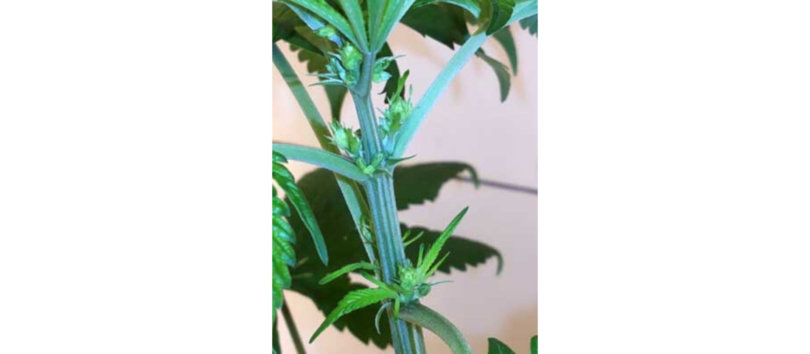 Plant cannabis mâme