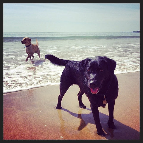 Marley and JD at Freshwater West Beach