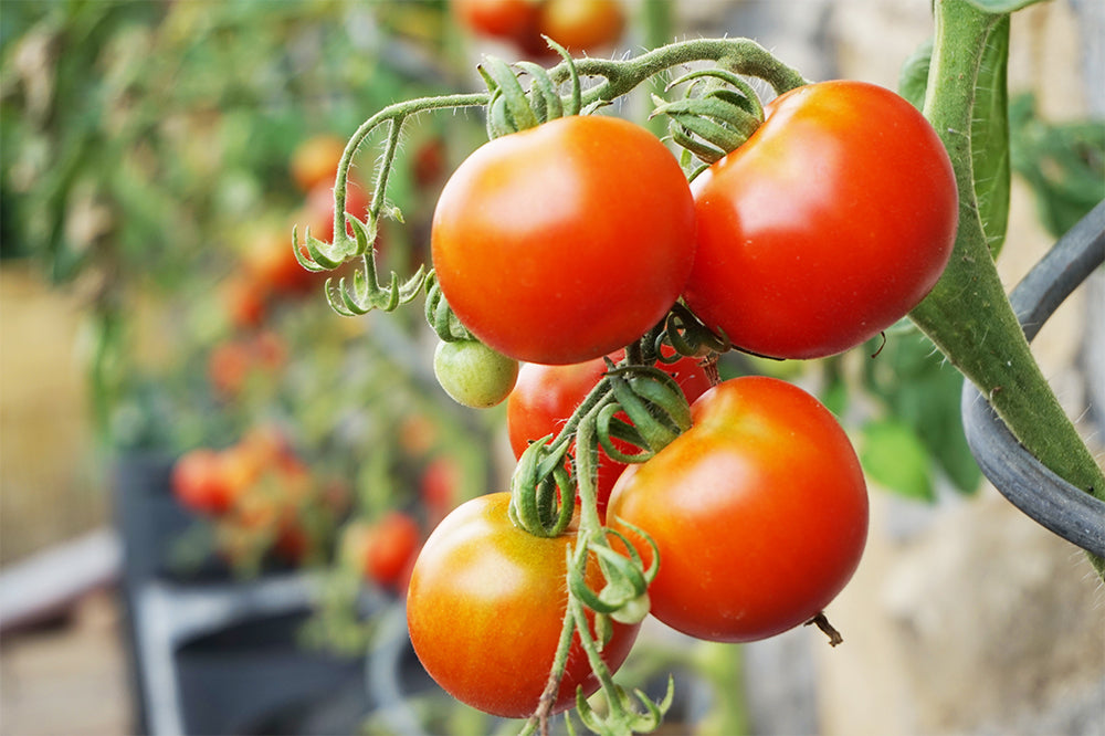 Fresh Tomato Plant