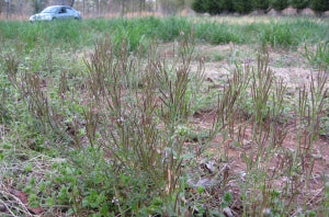 Hairy Vetch