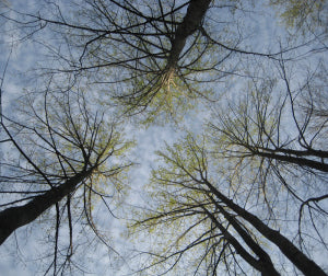 Trees in Spring