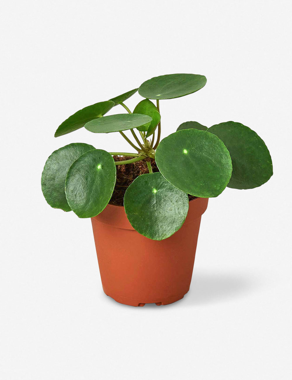 live pilea peperomioides plant (chinese money plant)