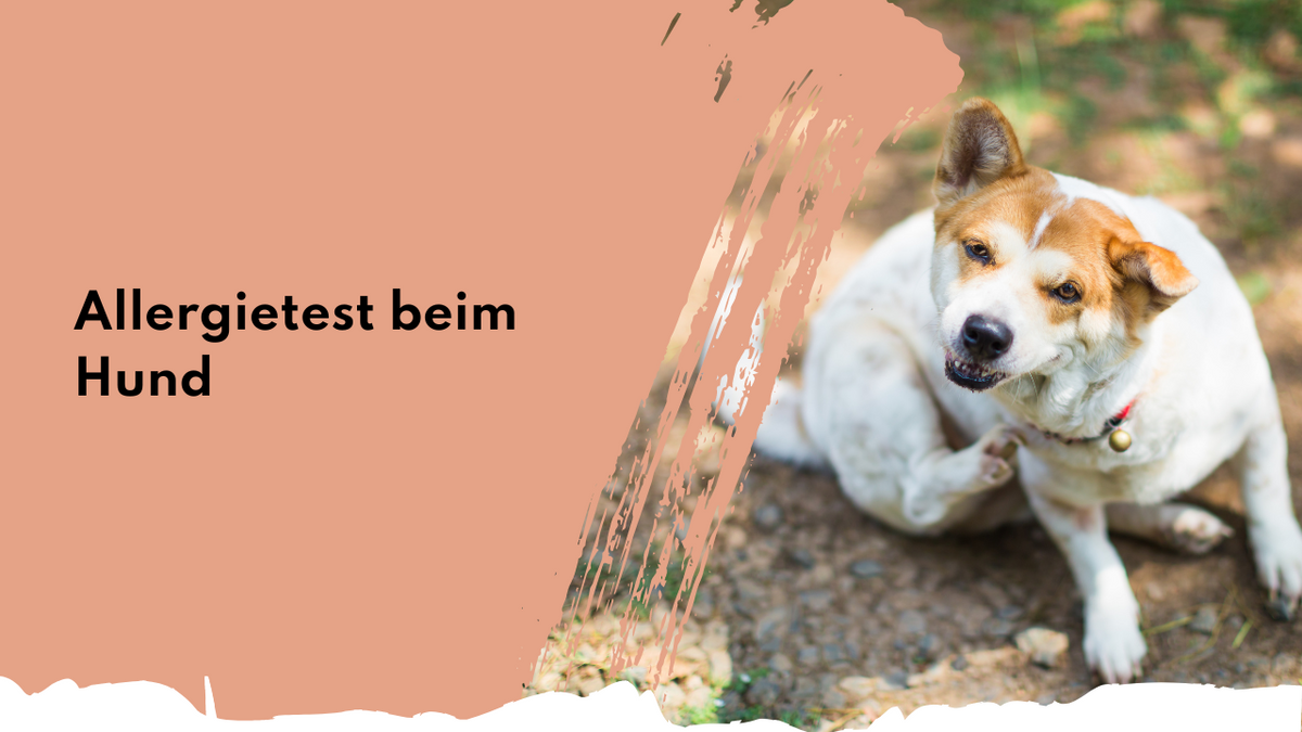 Allergietest beim Hund | who