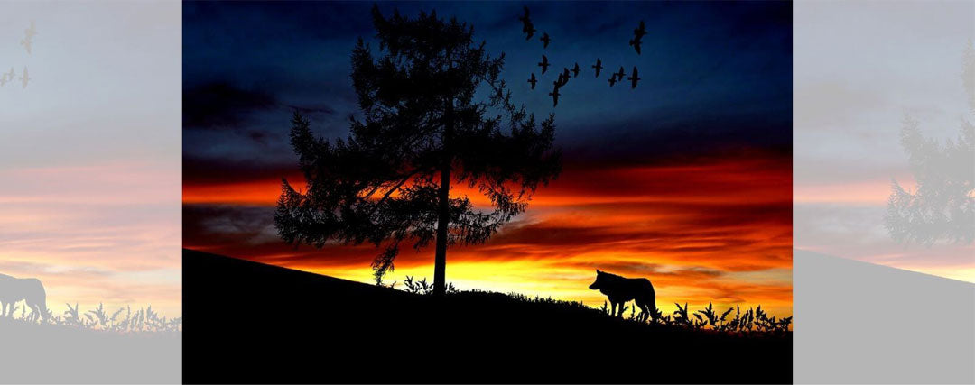 loup avec un coucher de soleil 