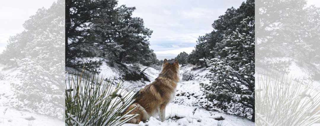 loup dans la neige 