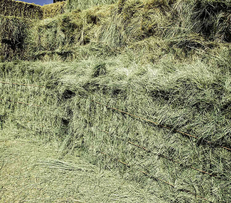 Because Bermuda hay is hard to digest, many believe that it can cause colics in horses