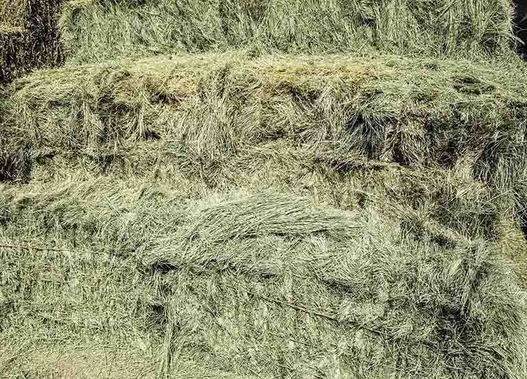 Evaluating the nutritional needs of your horses is important when you are choosing hay