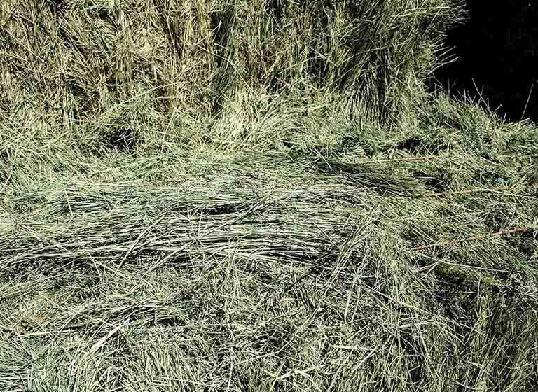 Is Bermuda the best choice of grass hay for your horses?