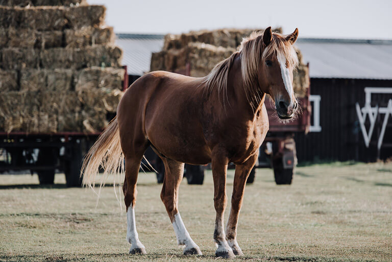 Choose only what is best for your horses