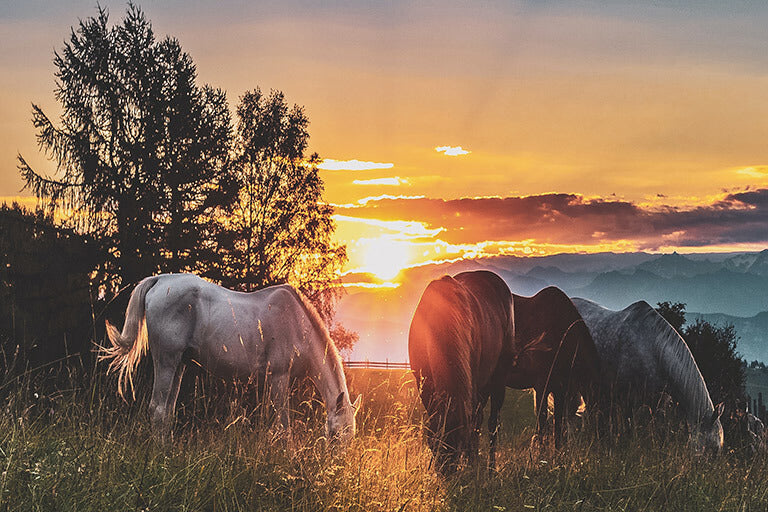 Hay is the closest things to grass horses find in the pasture during the warmer months