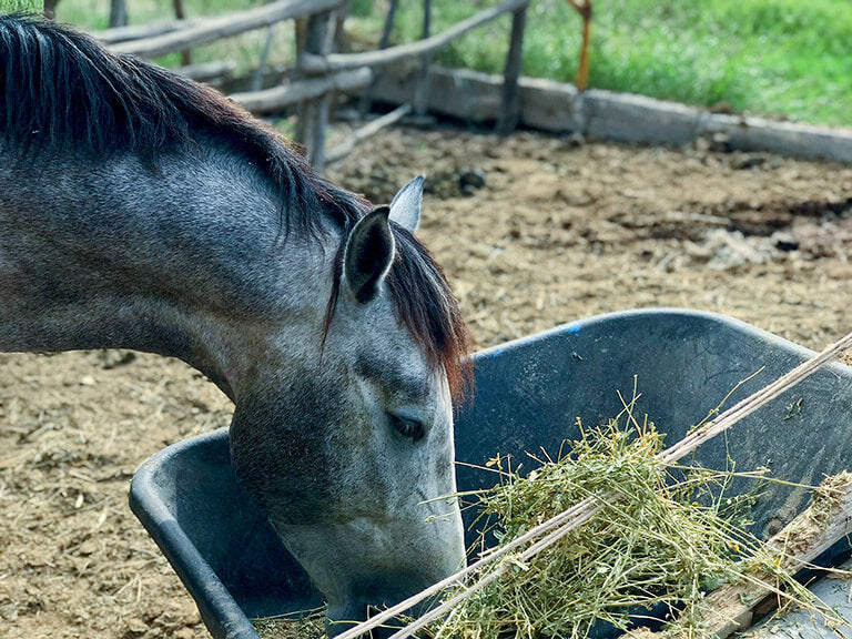 How can you provide the best nutrition to your horses?