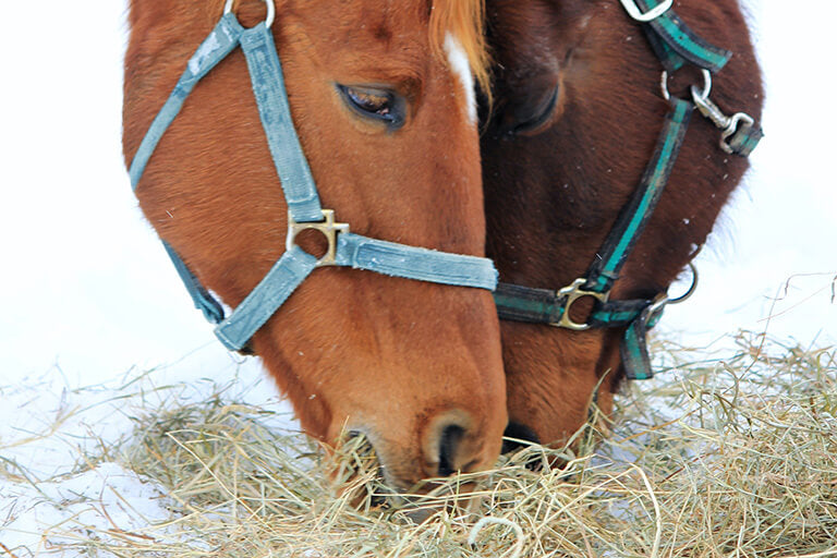 Is it good for your horses to have access to hay whenever they want?