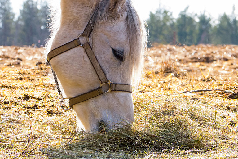 It is OK to give your horses hay all the time, but also think about supplements