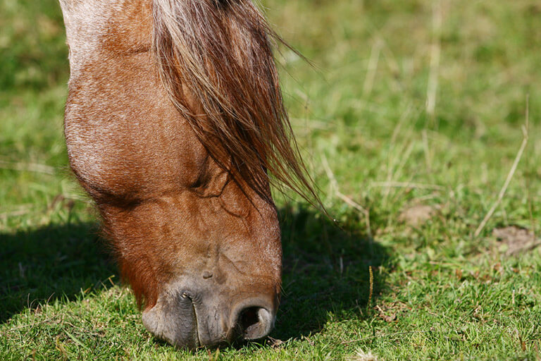 Keep in mind that horses in nature typically graze often during the day