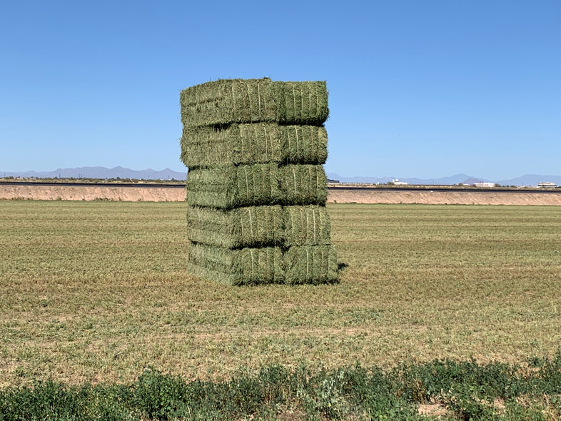 Arizona has a unique climate that is very good for growing hay
