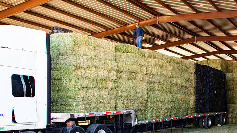 How long is hay good for 