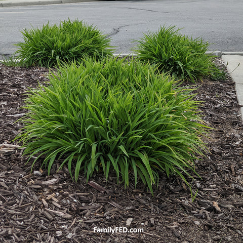 Bushes form a hidden Mickey in nature in this guide to hidden Mickeys when you look from a new perspective