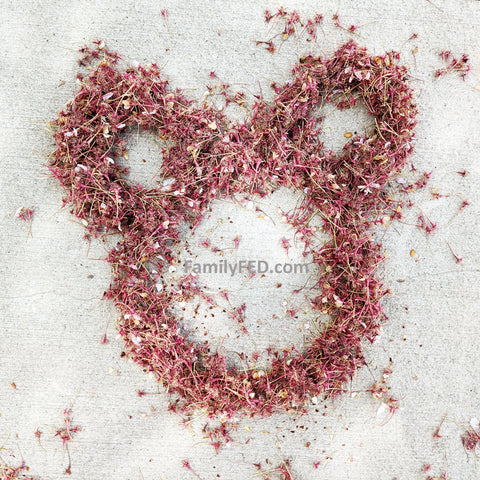 Fallen blossoms form a hidden Mickey in nature in this guide to hidden Mickeys