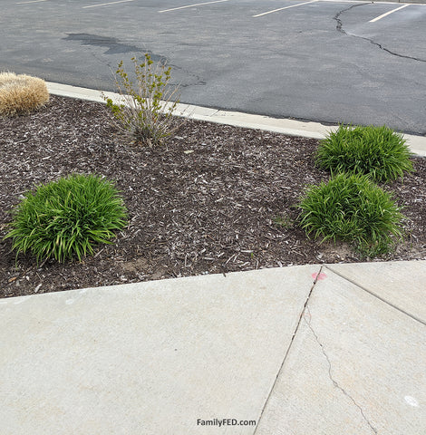 Bushes form a hidden Mickey in nature in this guide to hidden Mickeys