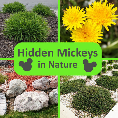 Ultimate guide to finding hidden Mickeys in nature by Family FED
