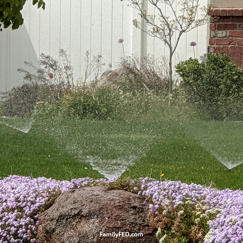 Sprinklers form an abstract hidden Mickey in nature in this guide to hidden Mickeys