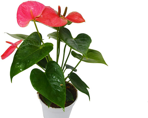 Anthurium plant